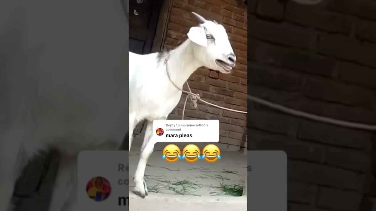 Goat call Mariam #viral #trending #viral #toutlemonde