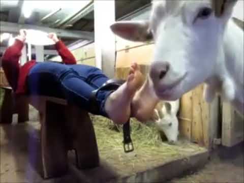Goat licks Blonde Girl’s Big Feet 👅👣