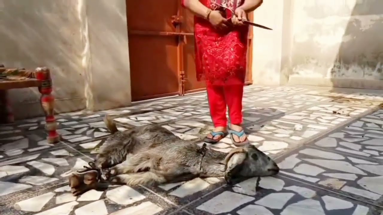 Goat Slaughter Video By Gull Baji #slaughterer #goat #viralvideo
