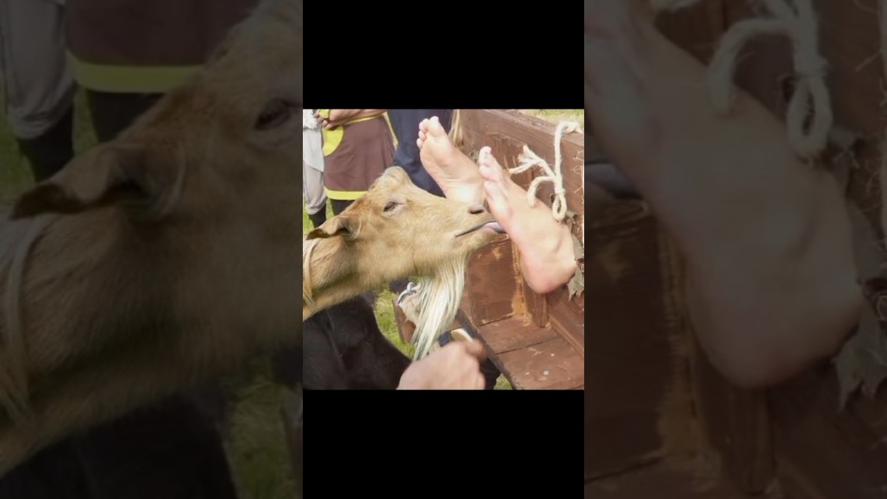 Goat Tongue Torture: One Of The Worst Torture Method In History #darkhistory #torture #goat