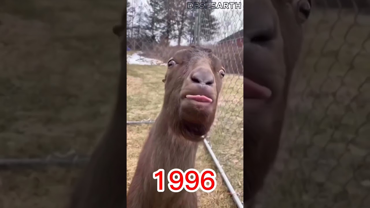 Goat's sound effects #shorts #youtubeshortsvideo