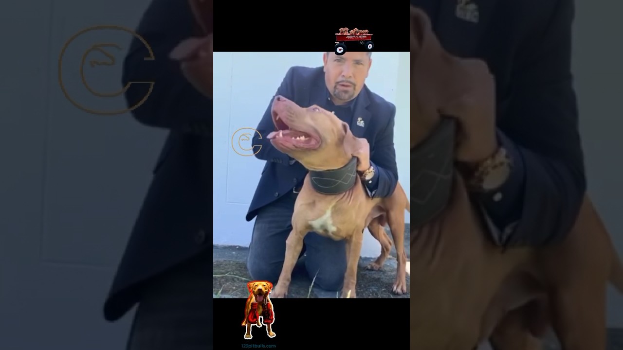God bless the Real American Pit Bull terrier 🧬🧬 Awesome Mayday #rednosepitbull Elite bloodline