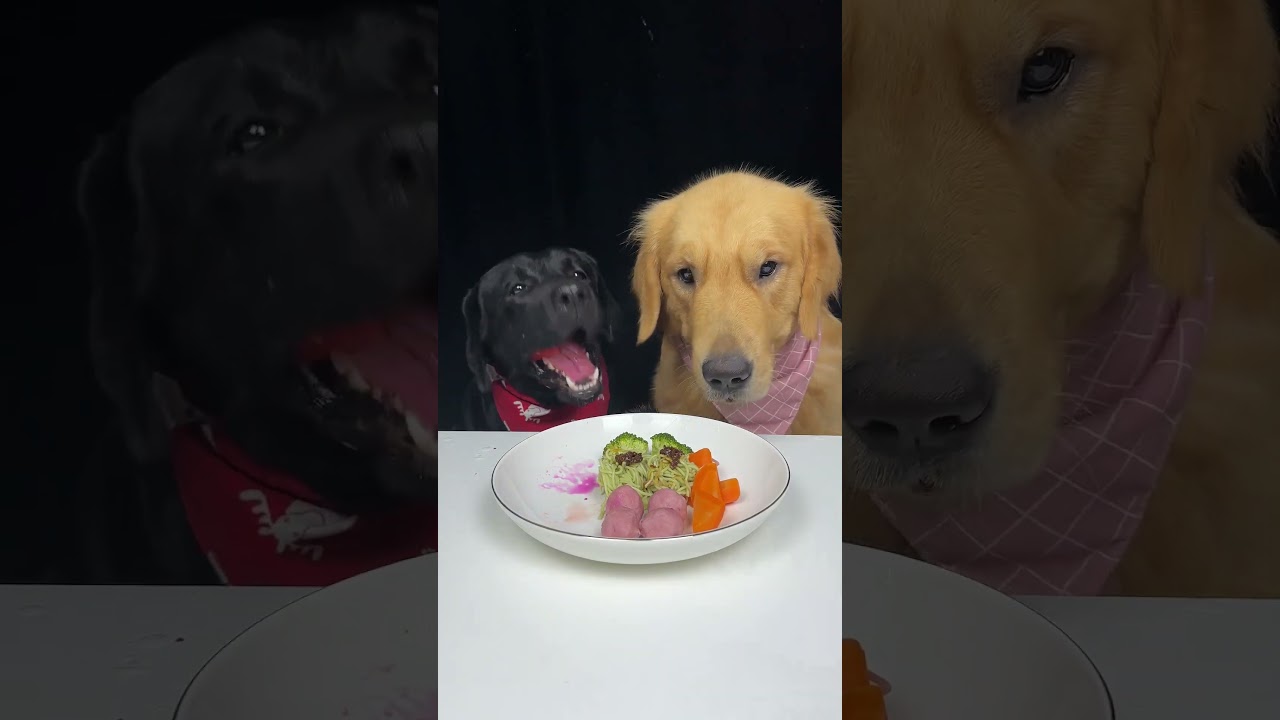 Golden Brother Always Wants To Eat Before Me. Labrador and Golden. The Daily Life Of Two Cute Dogs