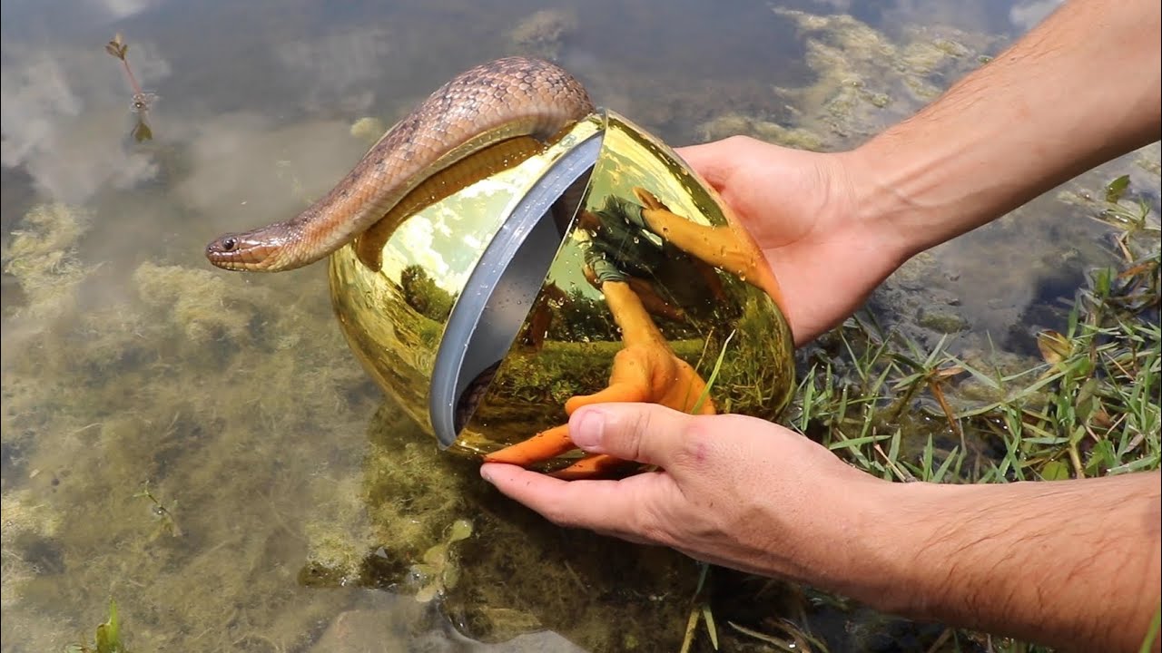 GOLDEN EGG Fish Trap Catches Slithery SNAKE!! **JAWS ATTACKS**