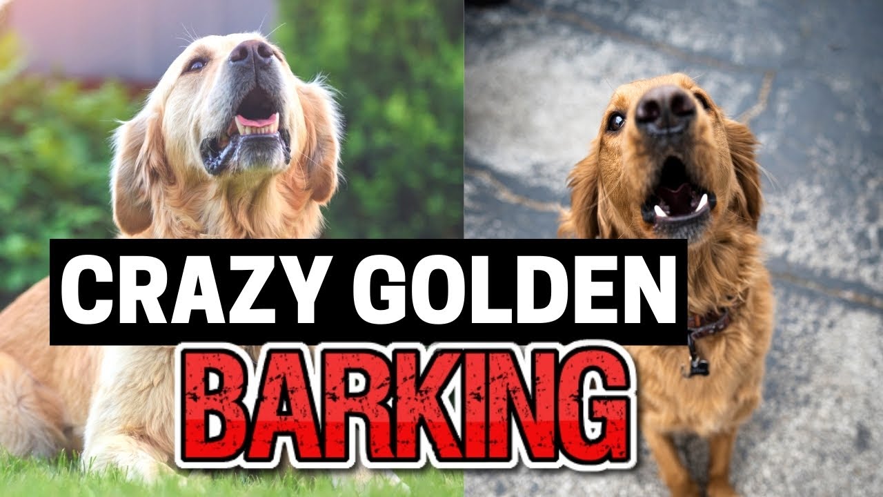 Golden Retriever Barking Sounds To Make Your Dog Bark | Aggressive Growling