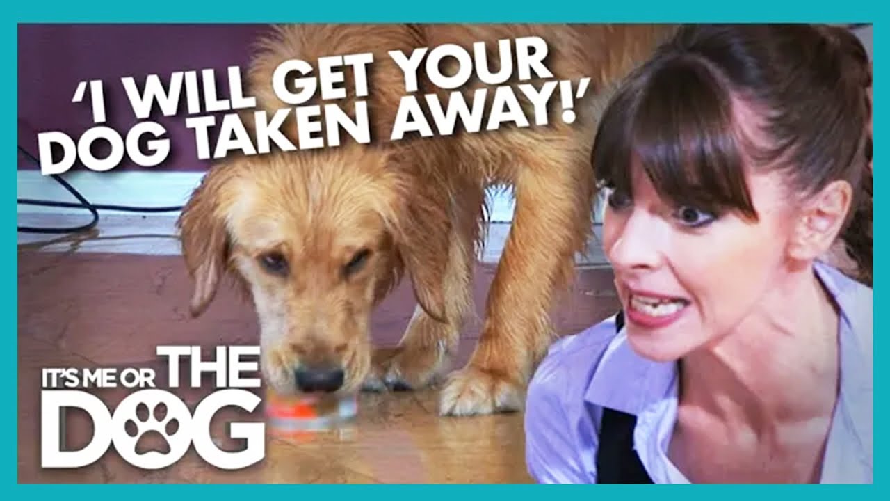 Golden Retriever Gets Neglected from Heartless Family | It's Me or The Dog