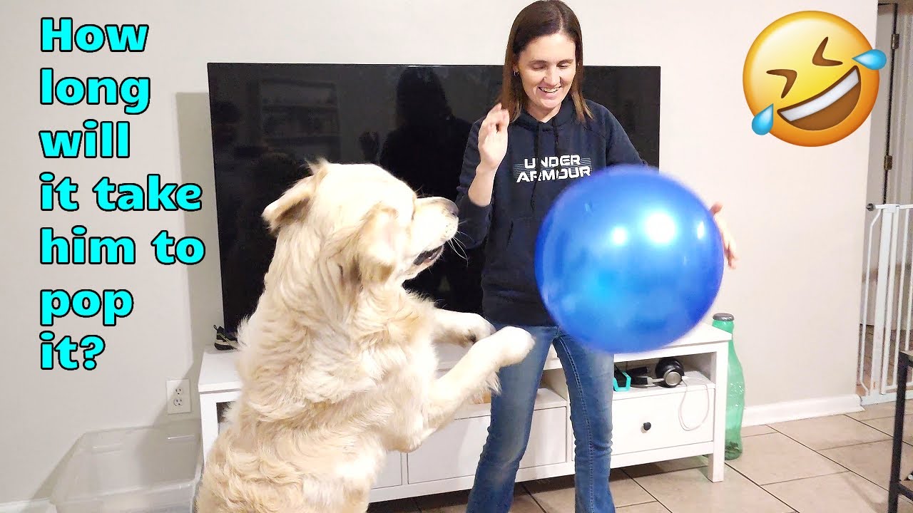Golden Retriever pops a Beach ball in 36 seconds 😂 He loves to tear things up