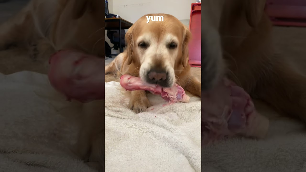 golden retriever puppy chewing bone
