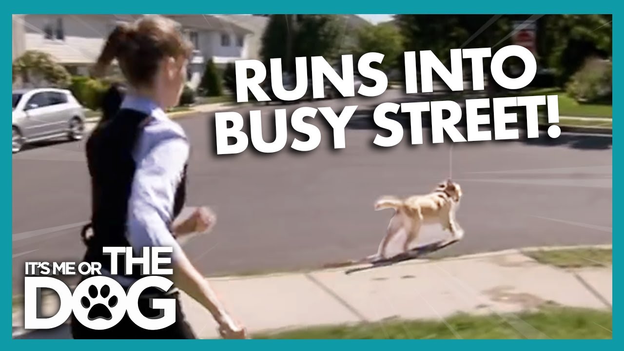 Golden Retriever's Repeated Escapes - Will He Survive? 😱🏃‍♂️  |  It's Me or The Dog
