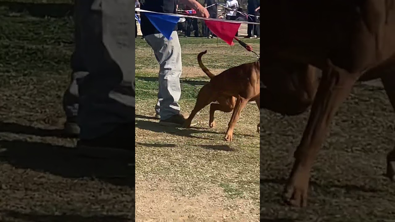 Golden State SoCal APBT ADBA show 12/3 #apbt #pitbull #adba