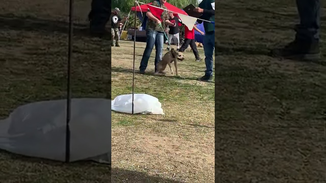 Golden State Socal APBT ADBA show 12/3 #apbt #pitbull #adba