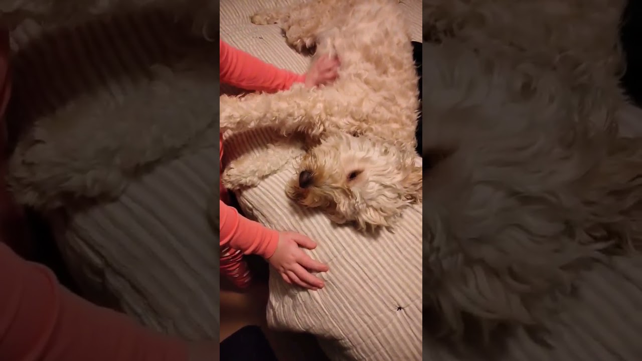 Goldendoodle gets belly rubs from his girl ❤️ #shorts #goldendoodle #dog