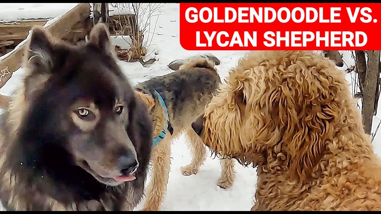 Goldendoodle VS. Lycan Shepherd