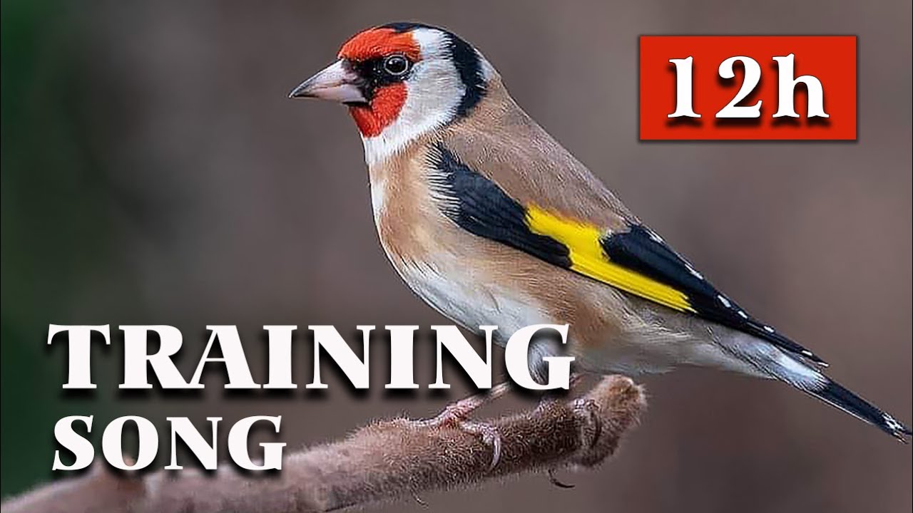 Goldfinch The Best Singing - 12h Training Song