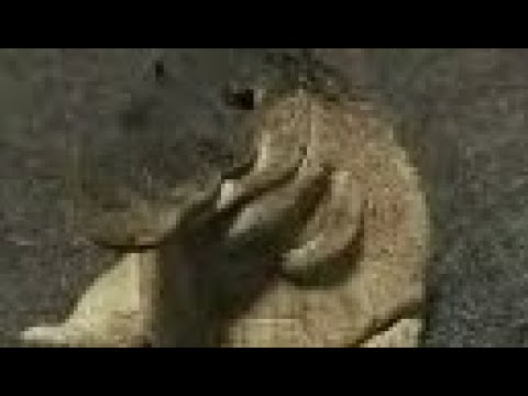 Gon vs JWD  #gonthedinosaur Giganotosaurus(Remake)