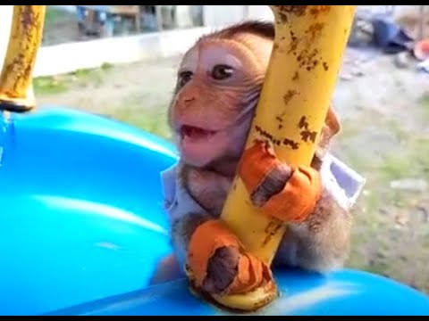 Goofy looking Baby Monkey is Playfully Teased 🤣