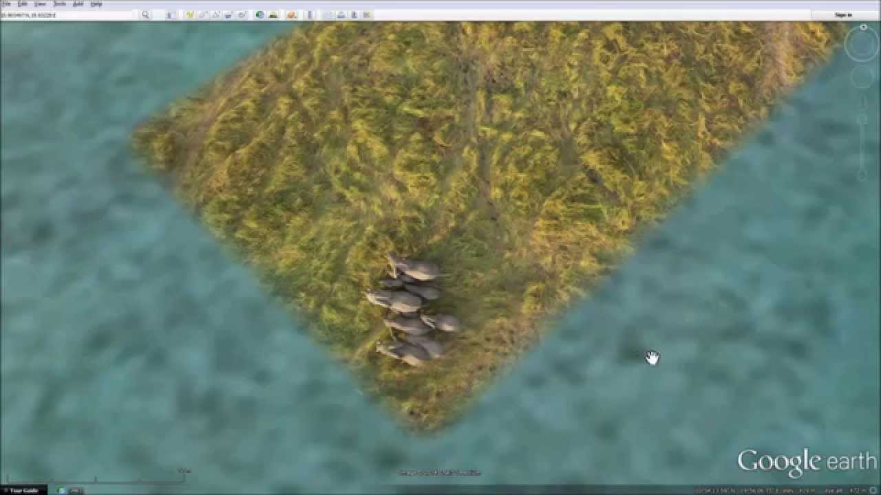 Google Earth Wild View Elephants