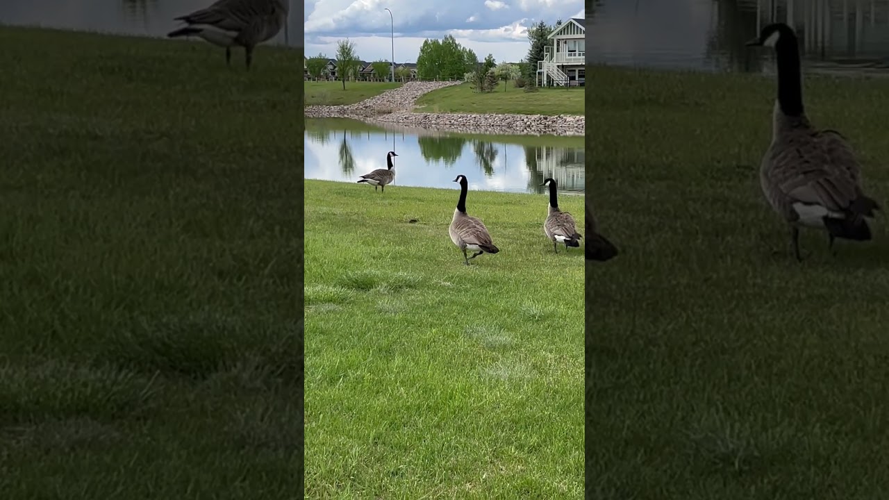 Goose around the corner@Goosehouseofficial #highlights #oldies #coversong #youtubeshorts