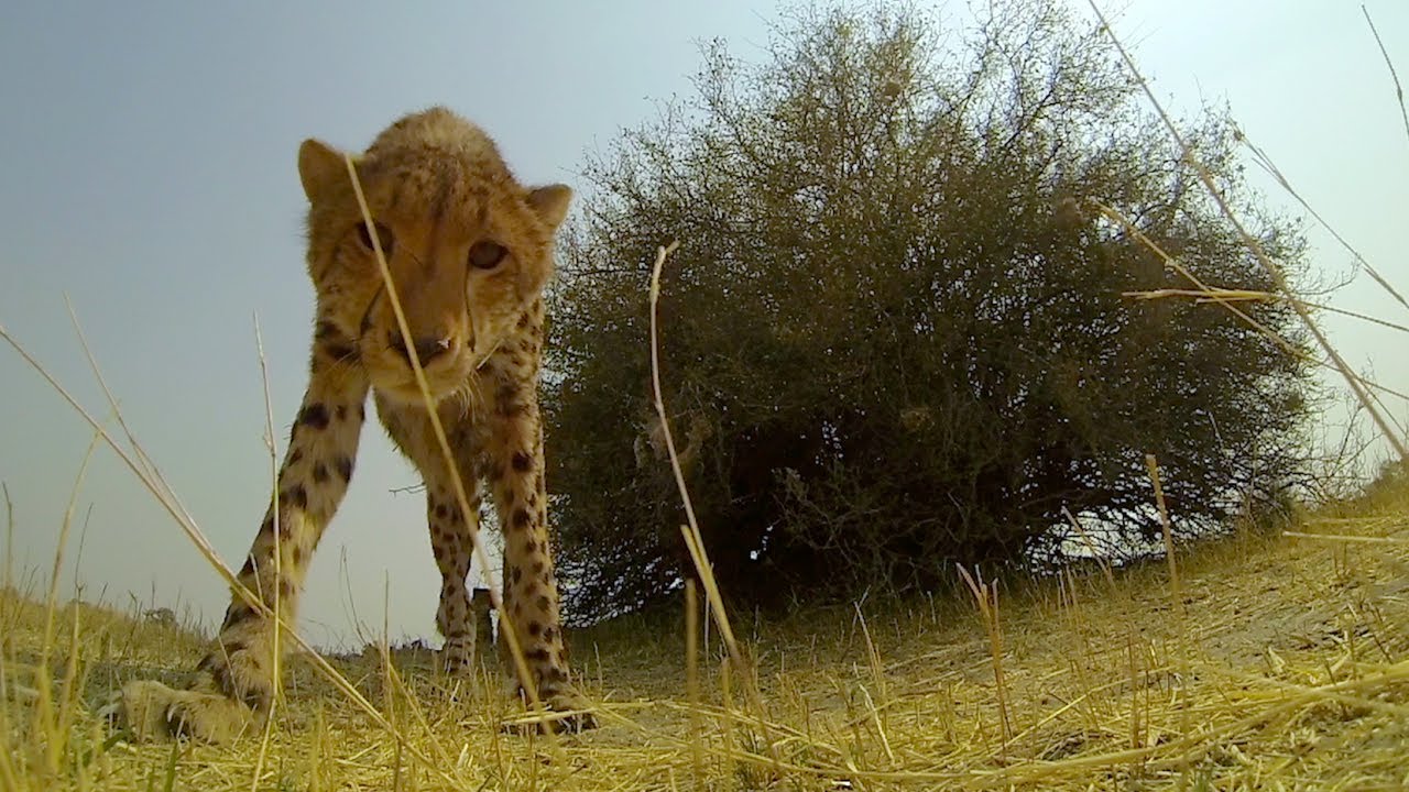 GoPro: Cheetah Licks My GoPro