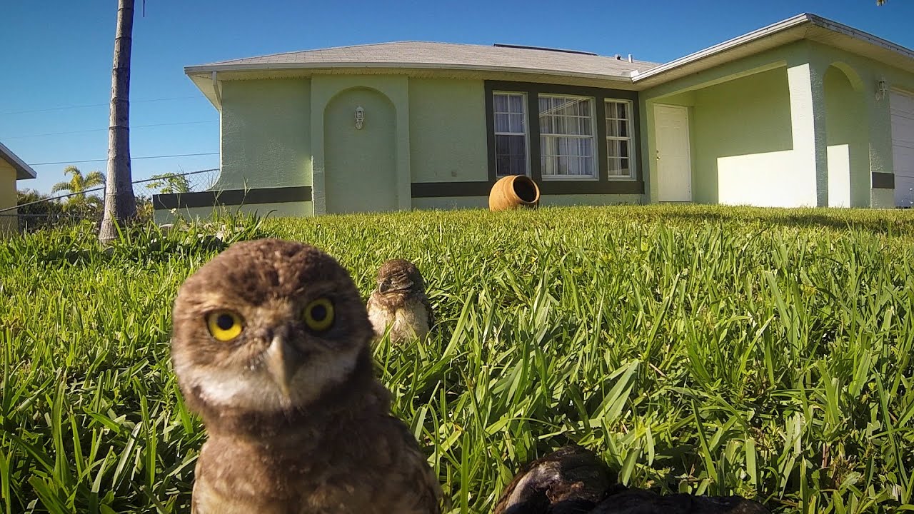 GoPro: Owl Dance-Off