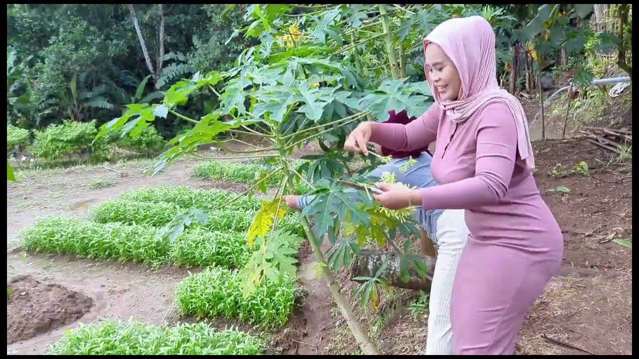 Goreng ikan Mas & Mengolah bunga & daun pepaya untuk ditumis agar tidak pahit