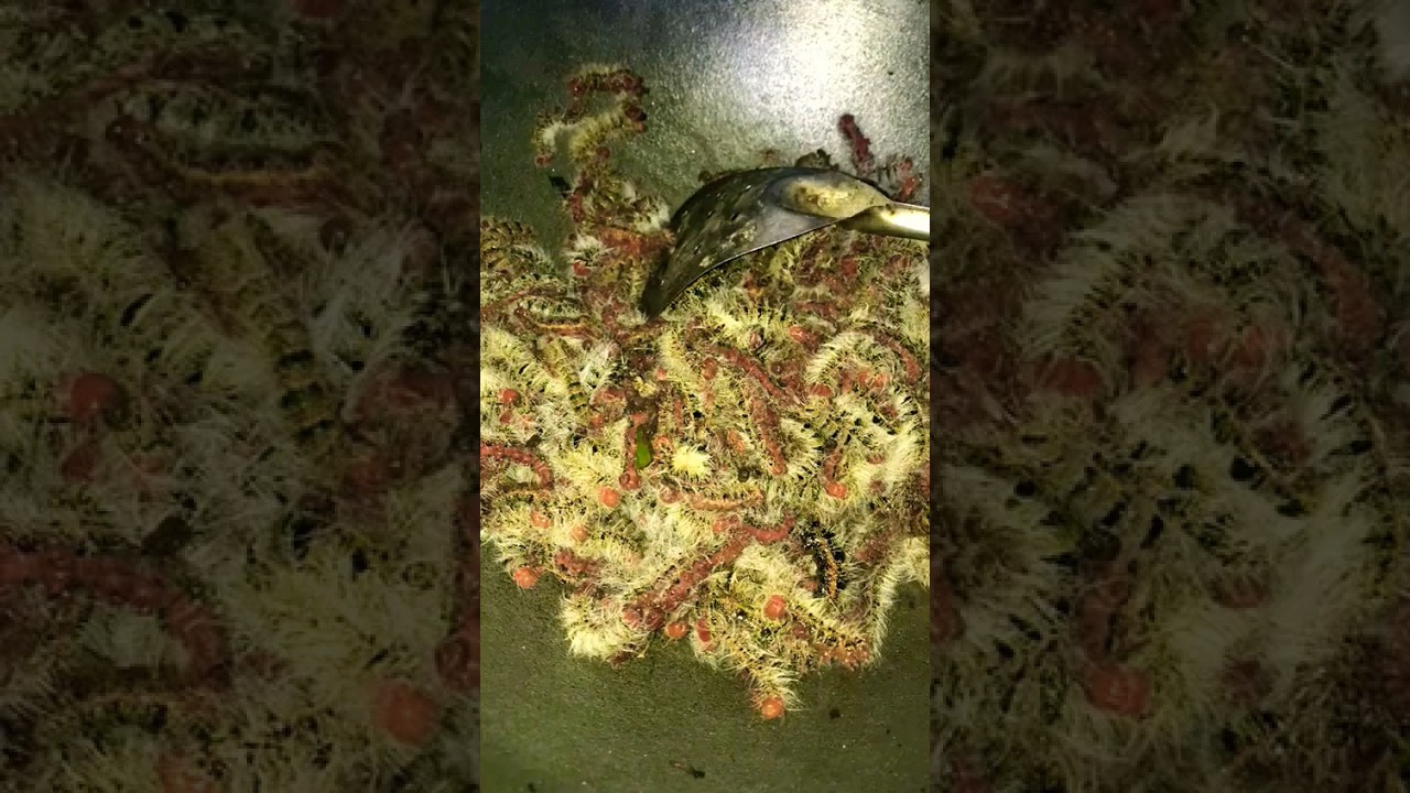 Goreng ulat bulu,dengan sedikit minyak