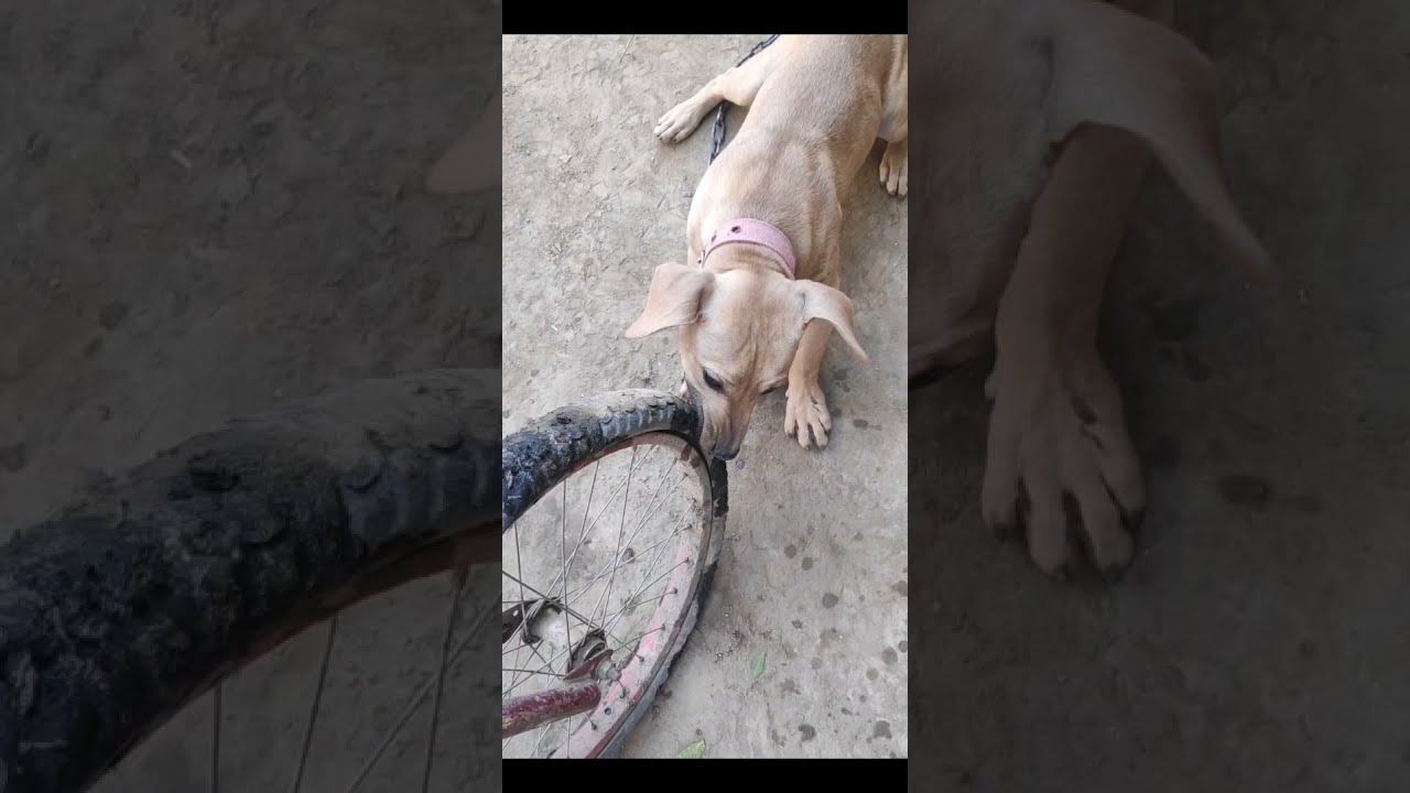👑Gori👑|| American Pitbull Terrier || Real Apbt Dog//#Gabrupitbull best dog || Latest video ! 2021