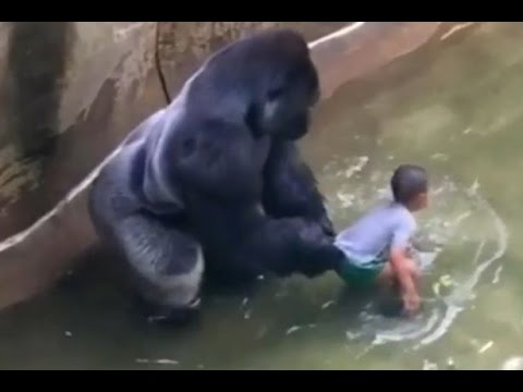 Gorilla Shot killed at Zoo? opinions please?