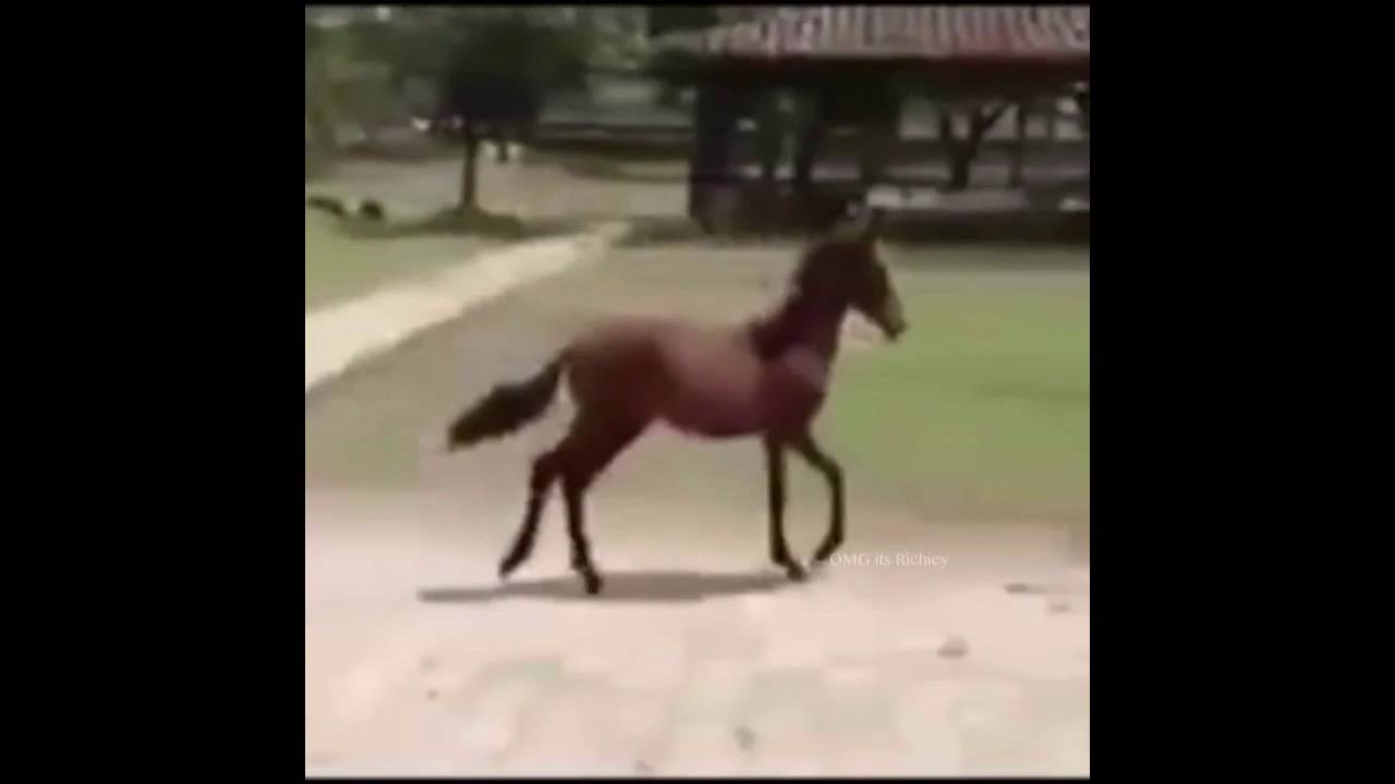 Gotta Go Fast! Horse vine (Sonic)