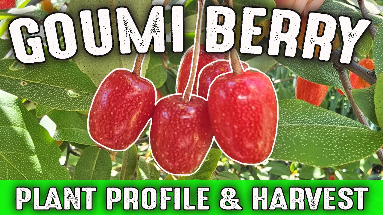 Goumi Berry (Elaeagnus multiflora) A cold hardy perennial berry shrub that EVERYONE should grow!