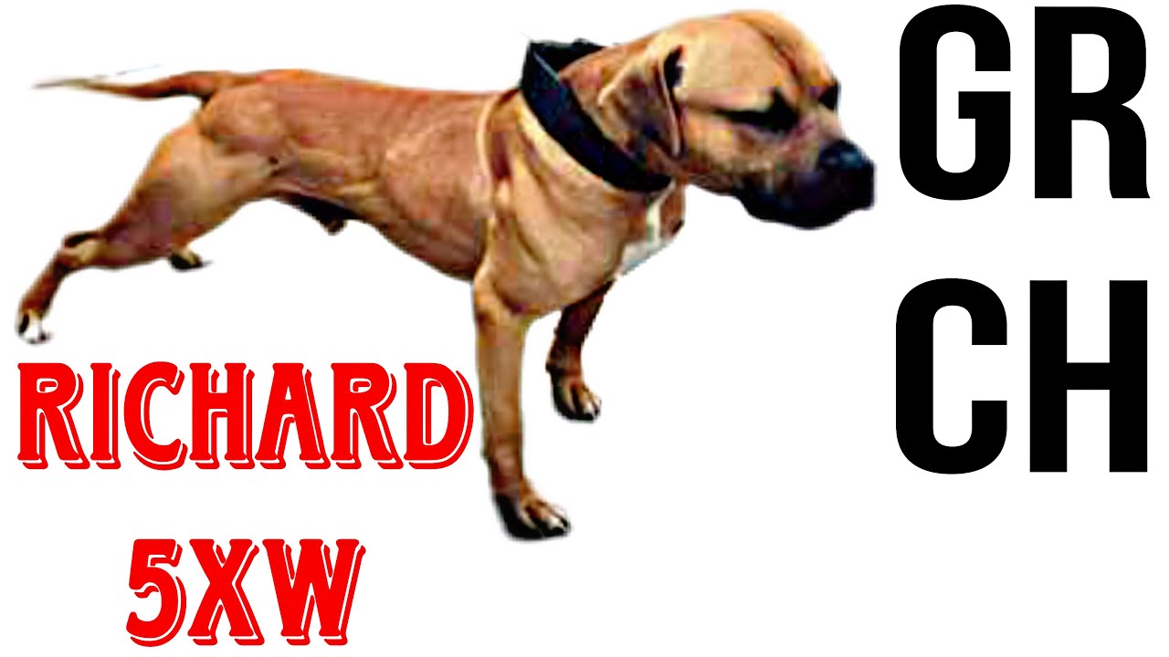 GR CH GAH DAMN KENNEL'S RICHARD RAMIREZ (AKA MY BOY) (5XW)(POR)(GIS) - DOGFIGTH HISTORY #dogfight