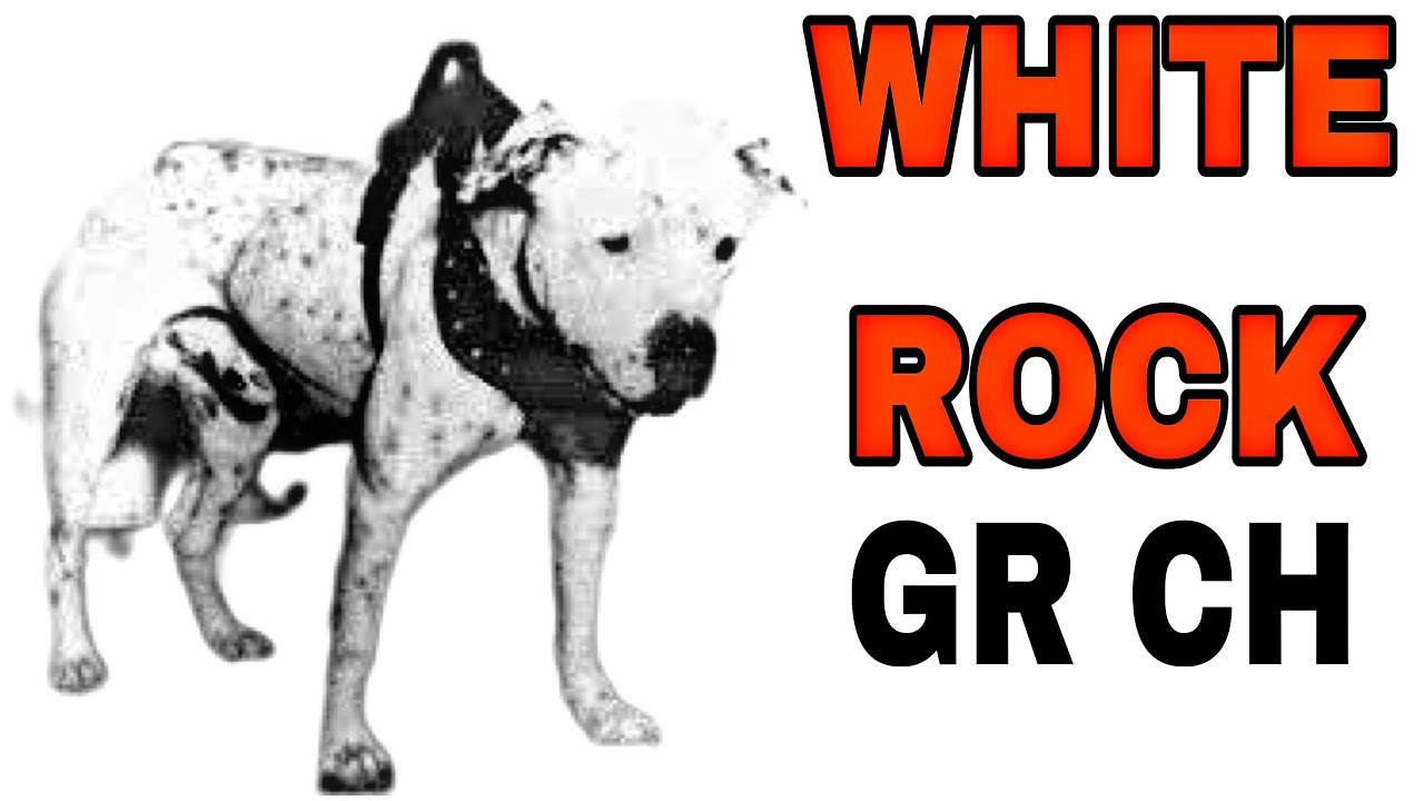 GR CH TUDOR'S WHITE ROCK - History of Fighting Dogs - Pit Bull Combat #pitbull #apbt #dogfight