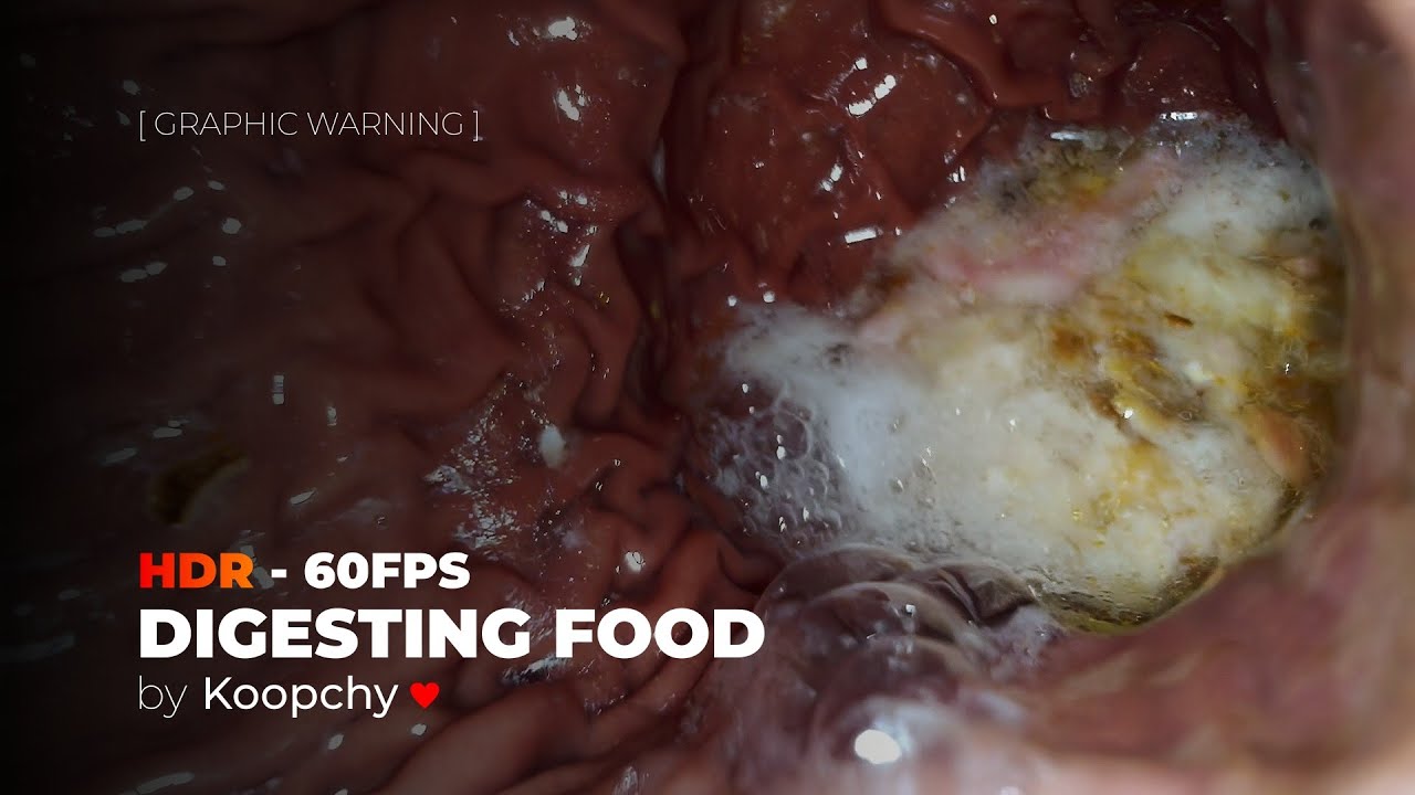[GRAPHIC WARNING] - Digesting food uwu 💦 - ENDOSCOPE HDR 60FPS
