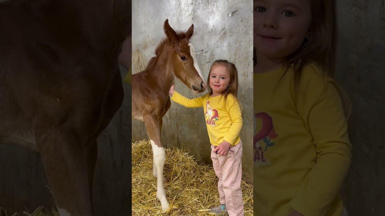Grateful she got to read to her foal 🥹 #horse #equestrian #horselover #farming