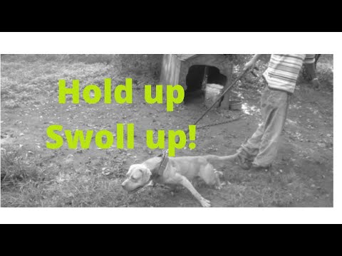 Grch Sambo has no Eli blood in him#apbtlove #therealamericanpitbullterrier