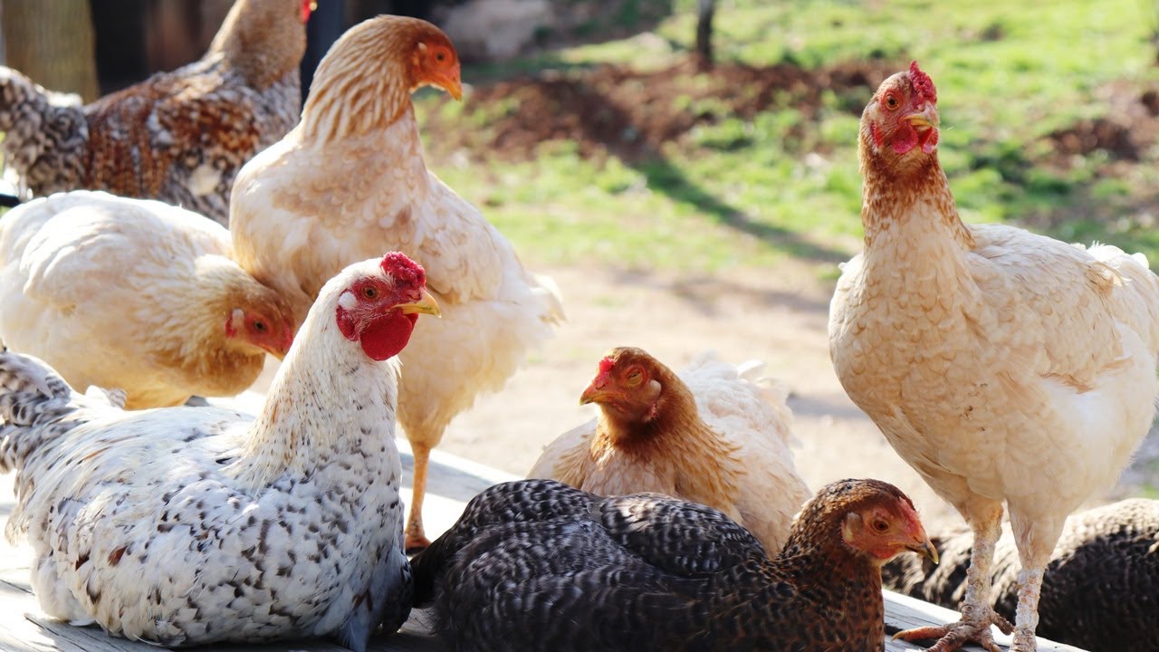 GREAT CHICKENS COMPETITION , Funny Chickens , Chicken Sound , Chicken Videos