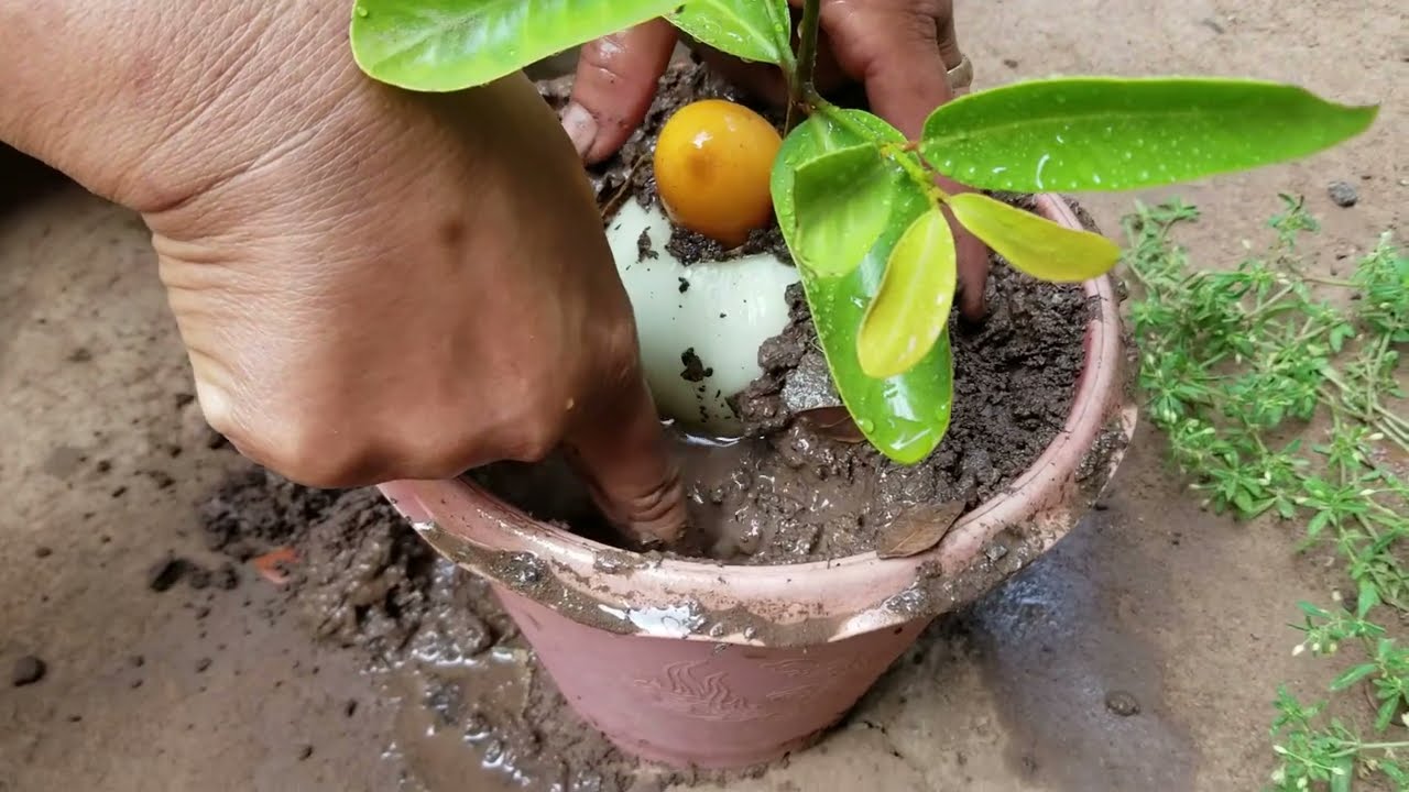 Great...! Grafting Marian plum Fruit with Onion Yields high yields in a Short time