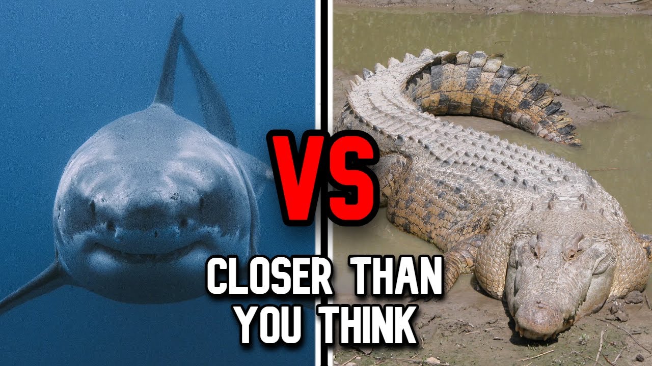 Great White Shark vs Saltwater Crocodile | Who Wins?