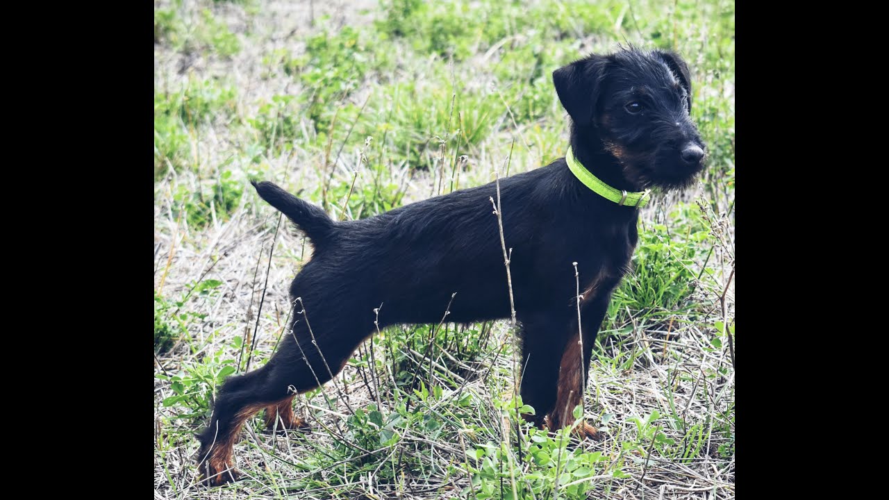Gricka the Jagd Terrier