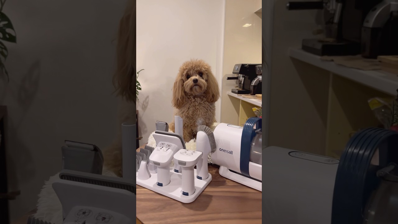 Grooming time made easier using oneisall pet grooming vacuum kit. 🤎 Link in the description box! 🐾