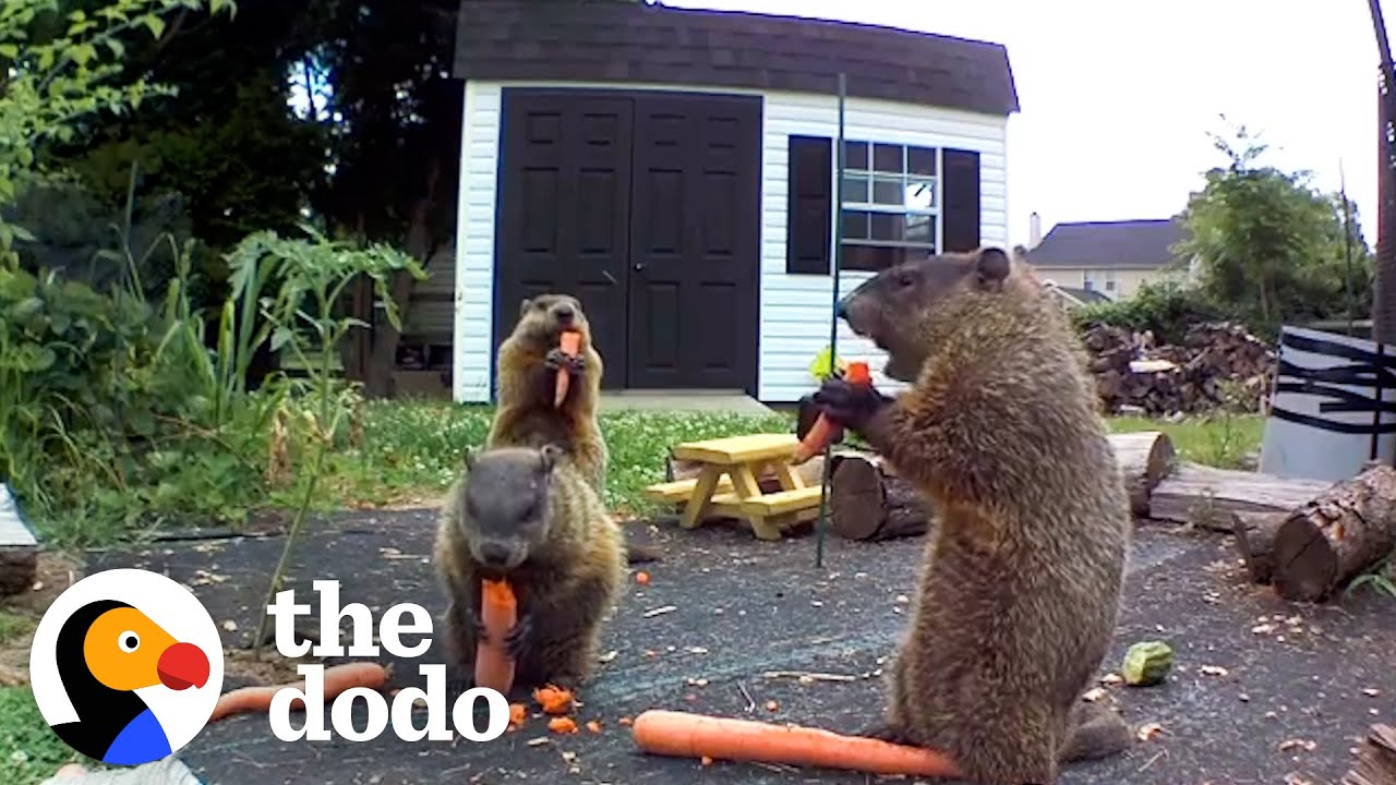 Groundhog Caught Destroying Guy's Garden Brings His Whole Family For Dinner | The Dodo