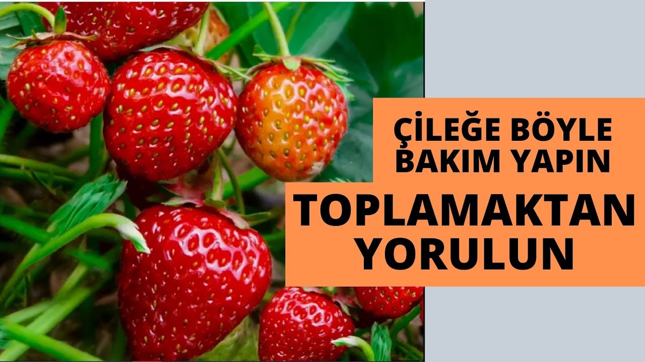 GROW STRAWBERRY LIKE THIS, DO NOT GET SATISFIED WITH THE PRODUCTION I how to grow strawberries