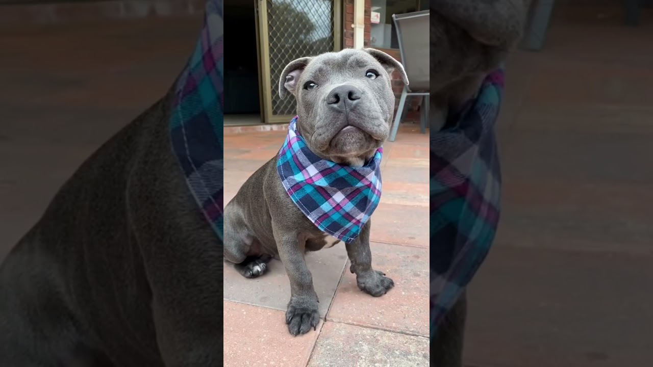 Grow up with Tommy #grow #puppy #dog #feels #staffy #bluestaffy