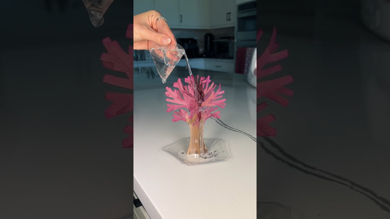 Growing a magic cherry blossom tree!! I hope this works… 🌸