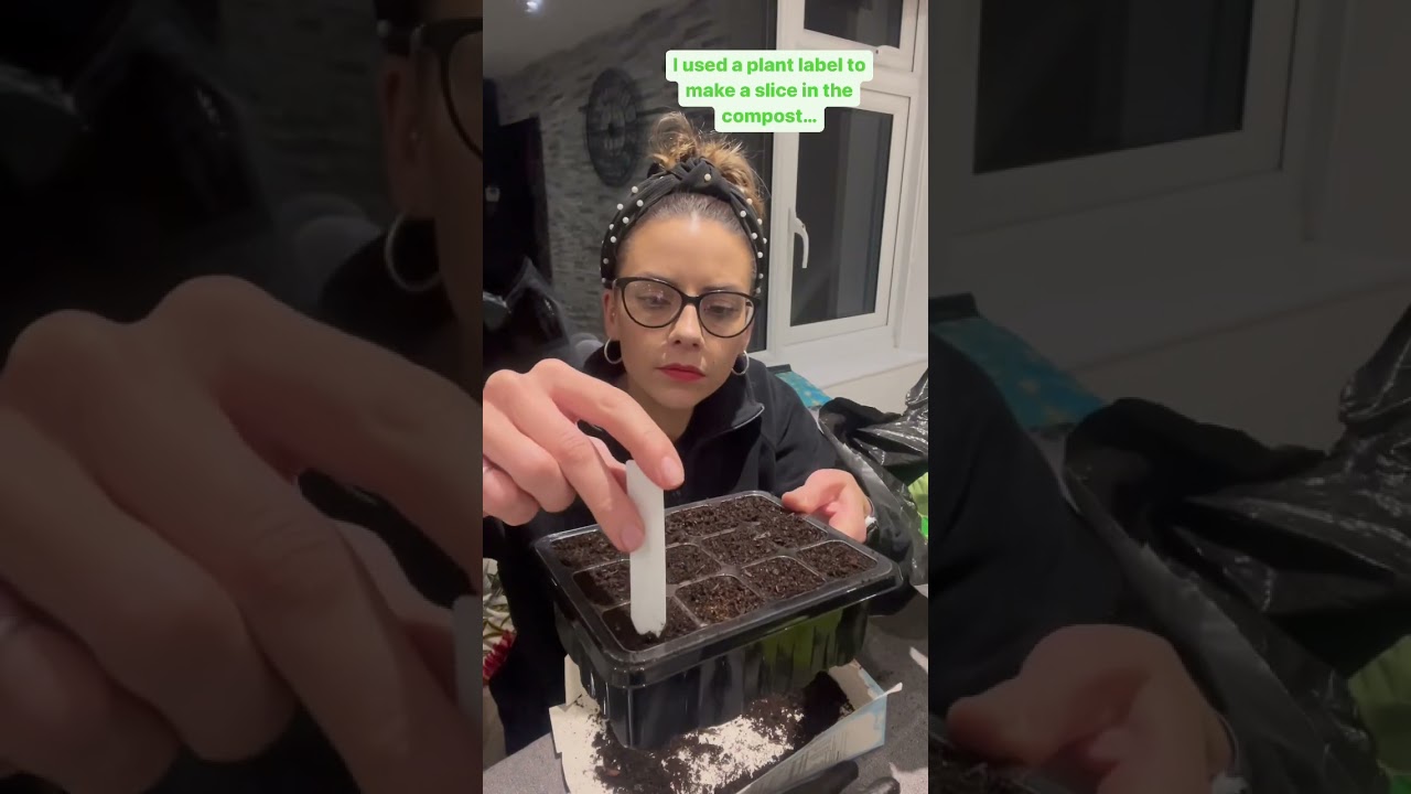 GROWING COBAEA- Sowing seeds for the first time #gardening #gardener #seeds#cobaea#grow#flowers