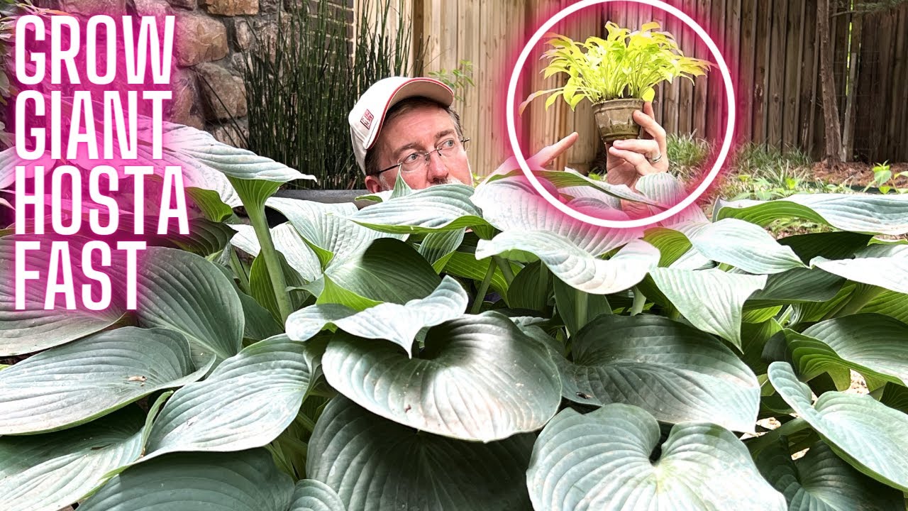 Growing Giant Hosta The Fastest Way Possible | SECRET HACKS