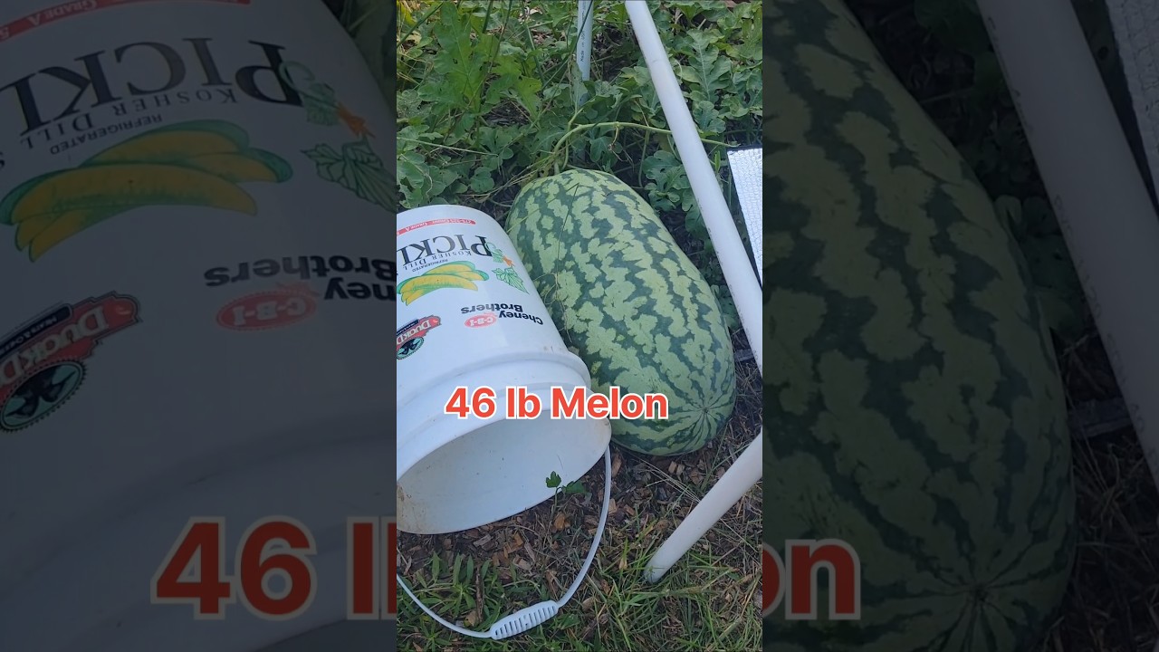 Growing Giant Watermelon #Watermelongrowing #Organicgardening #growyourownfood