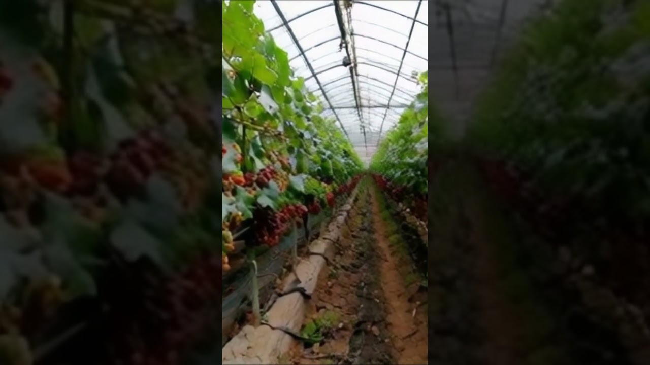 growing grapes in a greenhouse #greenhouse #grapes #farming #uzum #grape