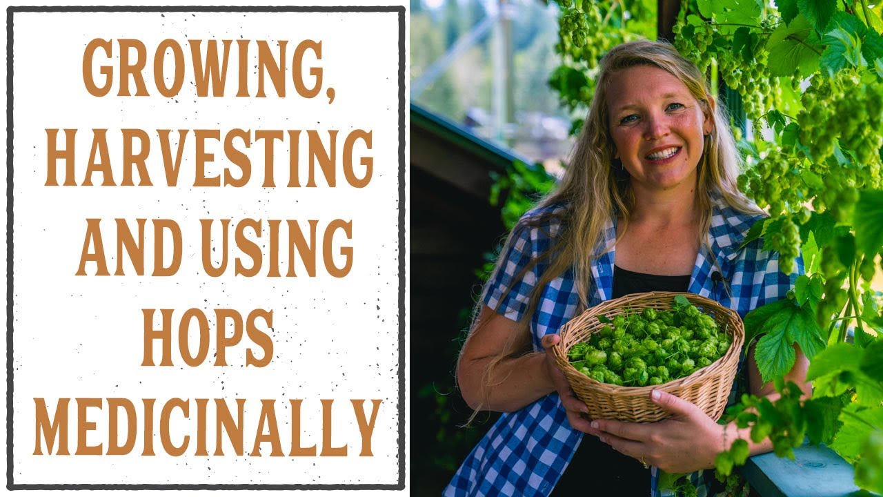 GROWING, HARVESTING AND USING HOPS MEDICINALLY