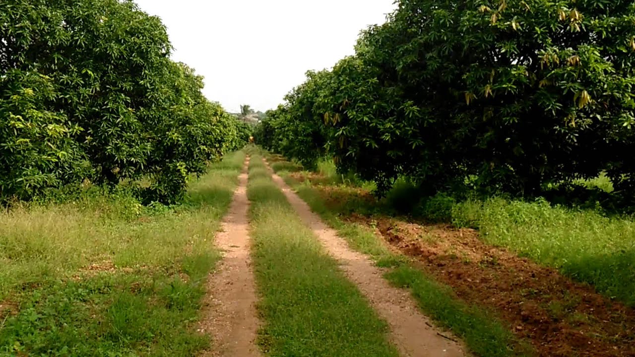 Grownup mango gardens in India